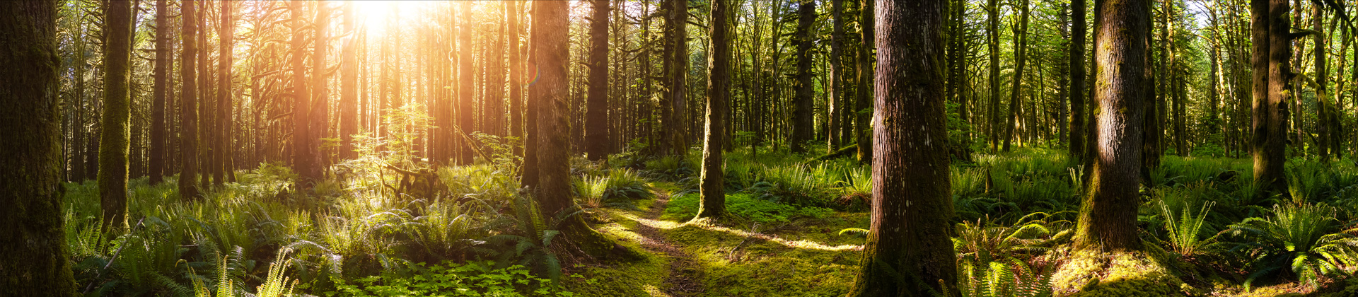 West coast forest photograph